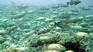 Brown Marbled Groupers  Spawning Day  Fakarava South [upl. by Williamsen]