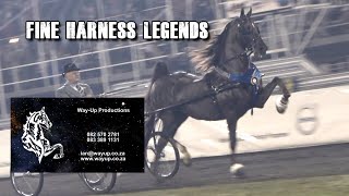 American Saddleberd The South African Saddlebred Championship Fine Harness Legends [upl. by Liris]