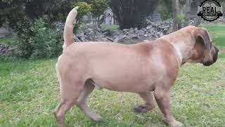 Real Boerboels  From Boerboel Puppy to Stud Transitioning to Maturity  Real Spike  18 Months [upl. by Luehrmann]