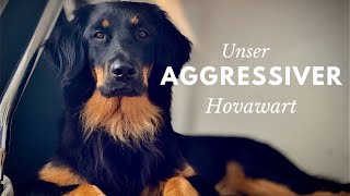 Unser aggressiver Hovawart [upl. by Zhang960]