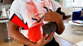 Our PUPPY Got ATTACKED Savage Prank [upl. by Fredella]