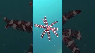 Crinoid  Snorkeling  Feather stars  Waigeo  Raja Ampat  Indonesia [upl. by Yesdnyl]