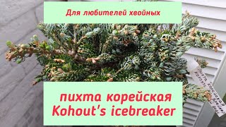 Пихта корейская Kohouts icebreaker [upl. by Berton]