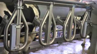 Germany DeLaval  Champion™ Parallelmelkstand [upl. by Ekal522]