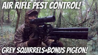 Air Rifle Pest Control Grey Squirrels in the woods with FX Dreamline Shooting JSB Hades Pellets [upl. by Derfniw]