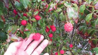 Dogwood tree with edible fruit  Canada [upl. by Aloz768]