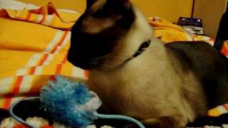 Kami My 2 years old Siamese Cat Jumping Around to Play [upl. by Pessa]