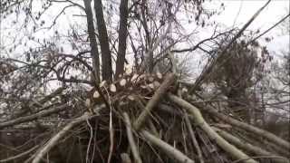 pollarding a willow tree before its too late [upl. by Vyse]