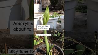 Amaryllis flower planting period Oct to April [upl. by Zwiebel]