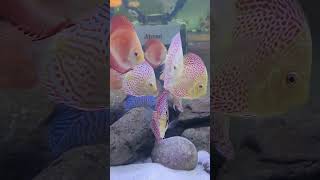 Discus Fish  Discus Tank Mates  Blessings Aquarium [upl. by Jordan]