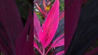 Tropical Plants Getting Ready to Bloom 🌸 gardening flowers cordyline youtubeshorts [upl. by Mariam]