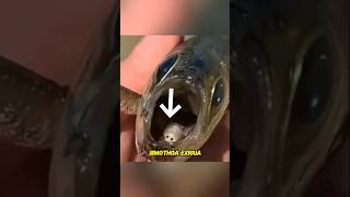 👉Tongue Eating Parasite😱😲👈 animals fishing [upl. by Aseneg]