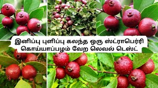 தேன் சுவையில் உள்ள சிகப்பு ஸ்ட்ராபெரி கொய்யா பழம்  புளிப்பும் இனிப்பும் கலந்த ஒரு கொய்யாப்பழம் [upl. by Blount]