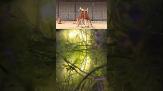 Kangaroo vs Kangaroo nhỏ Buồn cười vãi 😂 kangaroo animals zoo wildlife [upl. by Eillit]