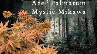 The Enchanting Beauty of Acer Palmatum Mystic Mikawa Japanese Maple [upl. by Phillada20]