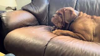 Dogue de Bordeaux  Can dogs be insulted by a joke 🤣😂🤣🤔 [upl. by Bertle]