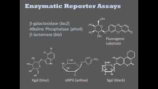 Biochemical Assays [upl. by Imoyn]