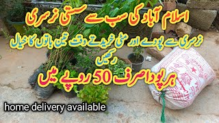 winter plants shoppingsub Sy sasti nursery reasonable plant nursery in Islamabadسردیوں کے پھول [upl. by Crist]