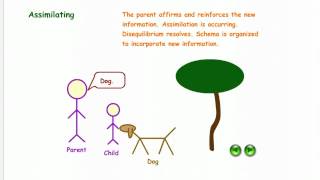 Illustration of Schema Assimilation amp Accommodation [upl. by Niroht]