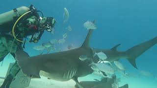 Hammerhead shark diving in the Bahamas ハンマーヘッドシャーク／バハマ [upl. by Afirahs101]