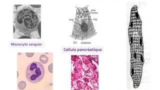 CYTOLOGIE LE NOYAU INTERPHASIQUE ET LE CYCLE CELLULAIRE [upl. by Fendig]