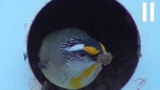 Striated Pardalote [upl. by Zilla]