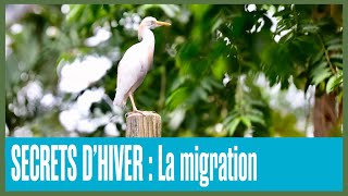 SECRETS DHIVER  La migration des animaux [upl. by Dian]