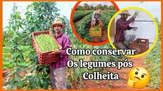 Como conservar legumes após a colheita verduras fresquinha para a venda [upl. by Trebmer]