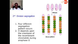 Neurospora Genetics [upl. by Anhpad]