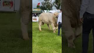 1400kg French Charolais Bull at Tullamore Show [upl. by Hayott]