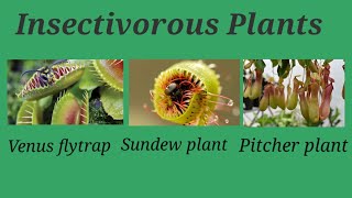 insectivorous plants insectivorous plants names venus flytrap plant sundew plant pitcher plant [upl. by Dranyar449]