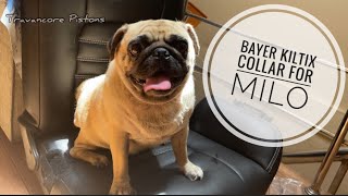 Bayer Kiltix collar unboxing and usage  Milo the Pug [upl. by Enel61]