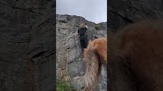 Climbing with the Bedlington Whippets they wanted in on the video doglover nature Climbing [upl. by Rotberg]