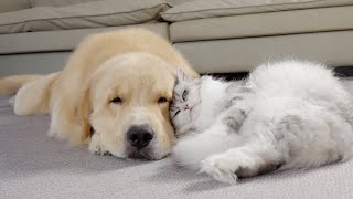 Cats Raised By Dogs Reunite After Separation  Their Reactions Are Priceless [upl. by Mccandless]