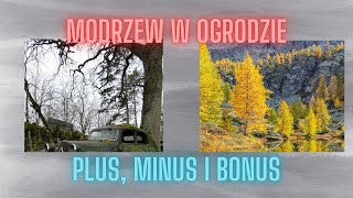 Modrzew w Ogrodzie Igły i Krótkopędy [upl. by Tnerb194]