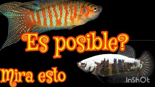 pez betta x macropodus HIBRIDACIONES NATURALES [upl. by Nahsor]