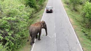 buttala to kataragama road wild elephants 3 [upl. by Klemm452]