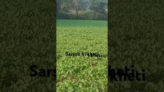 Sarson ki kheti bahut acchi viral video short video [upl. by Anilegna]