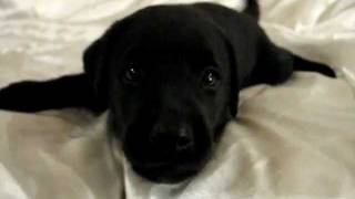 Playful Barking Black Labrador Retriever Puppy 37 Days Old [upl. by Daveen]