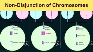 NonDisjunction of chromosomes  Trisomy Monosomy amp Disomy [upl. by Enrichetta]