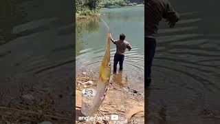 Giant Kolan Fish  The Most Beautiful Fish You Can Catch [upl. by Eeryt961]