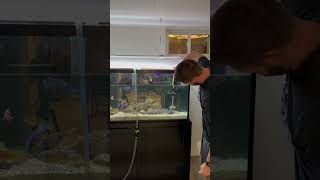 Easy Way to Clear Algae From Aquarium [upl. by Fenn]