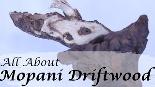 All About Mopani Driftwood  Aquarium Wood [upl. by Yelkcub617]