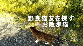 【だいまろ】 野良猫友募集中、猫のだいごろう Vlog031 [upl. by Auqinehs]