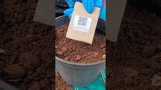 Sowing basil seeds from TheAffordableOrganicStoretrending seeds grow gardening terracegarden [upl. by Wiggins]