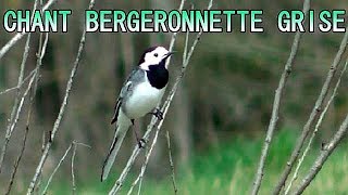 Chants doiseaux Chant de BERGERONNETTE GRISE [upl. by Lashond]