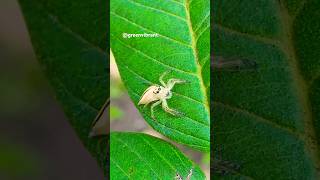 🧐Jumping SPIDER👀🕷spider jumpingspiders jumpingspider insects asmr shorts fyp wildspiders [upl. by Notserc]