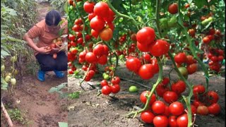 Today Han Hoa harvests cabbage tomatoes pumpkins for sale [upl. by Alejna58]