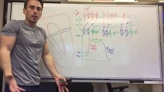 Ventricular Action Potential  Cardiac Action Potential  Part 1  Phases  Cardiac Physiology [upl. by Aneelak]