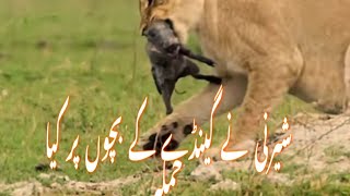 The Lioness Attacked The Baby Rhinoceros شیرنی نے گینڈے کے بچوں پر کیا حملہ [upl. by Uda622]